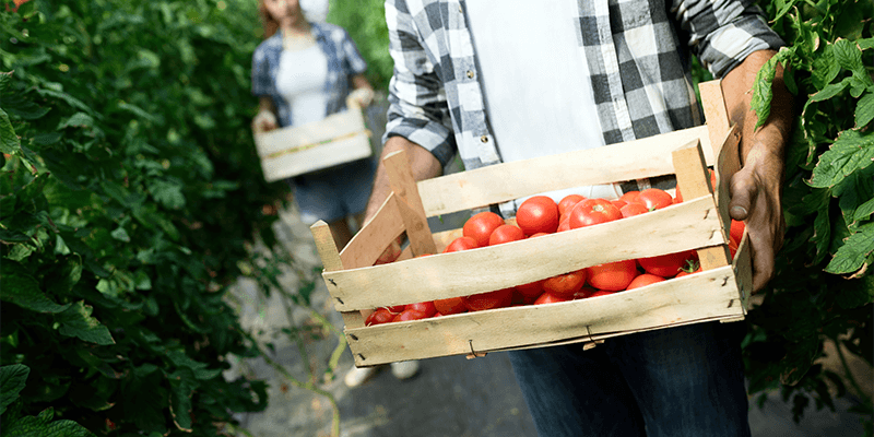 producepay-los-retos-de-la-produccion-y-exportacion-de-tomate-en-mexico