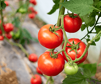 producepay-retos-de-la-produccion-y-exportacion-de-tomate-en-mexico-proveedor