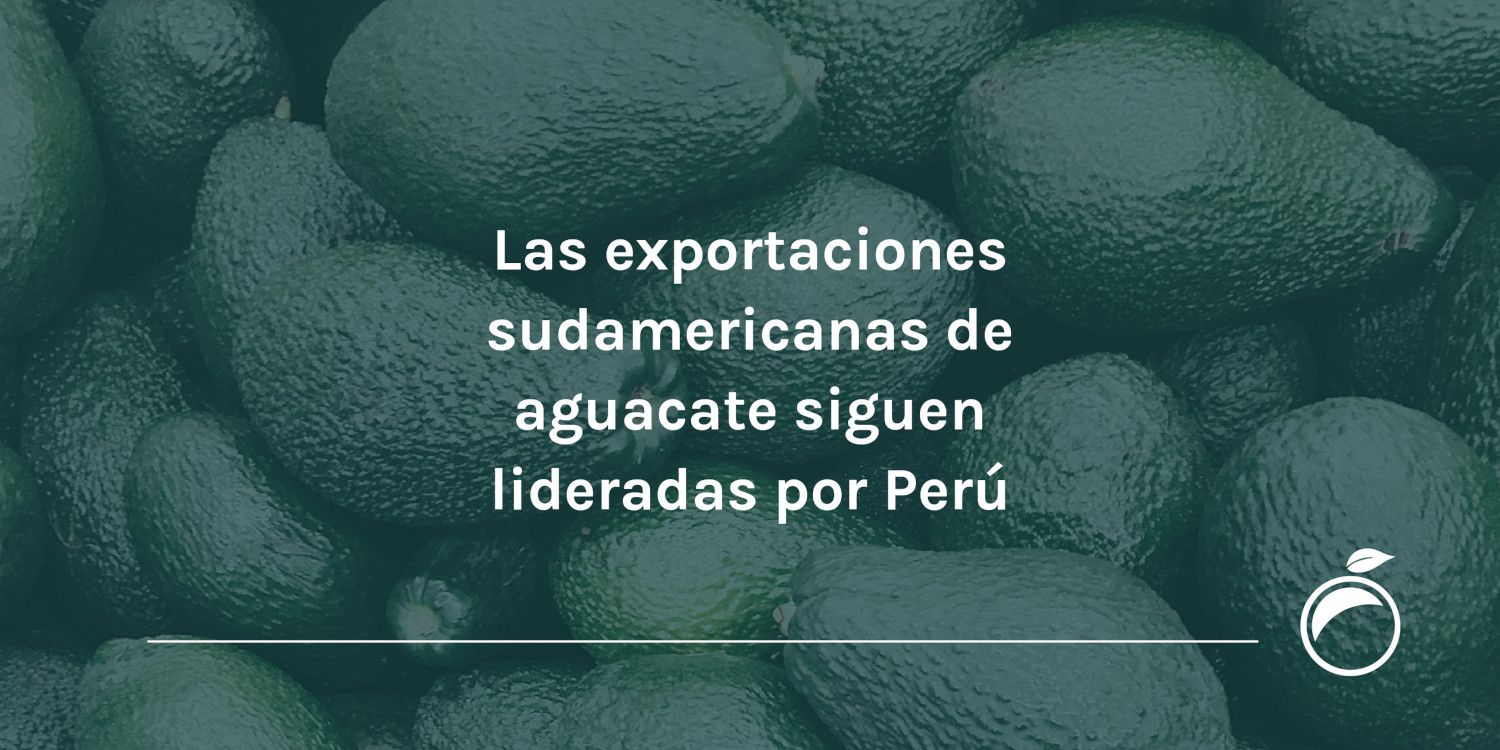 Las exportaciones sudamericanas de aguacate siguen lideradas por Perú