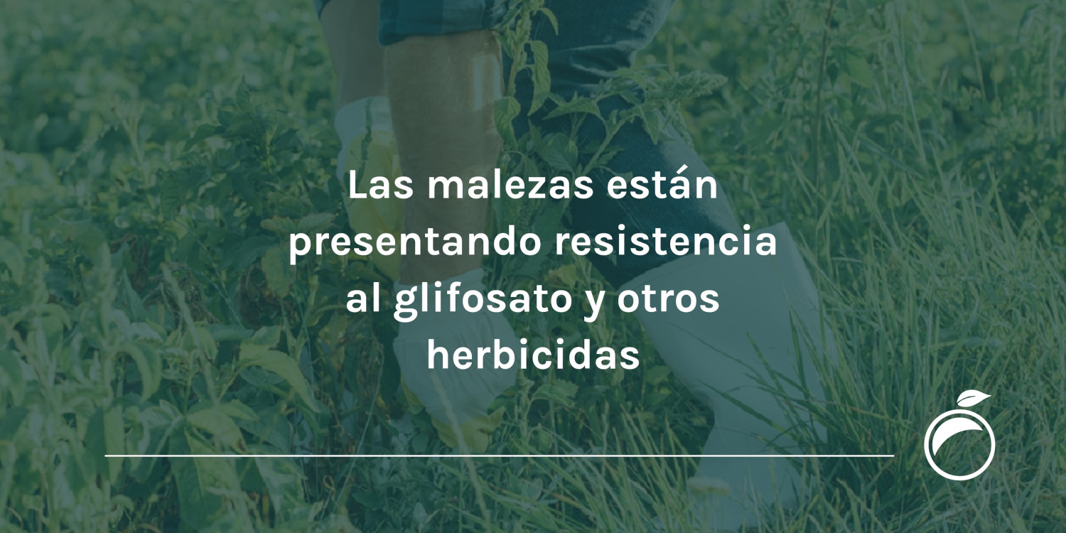 Las malezas están presentando resistencia al glifosato y otros herbicidas