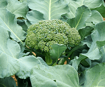 producepay-incrementa-el-precio-del-brocoli-en-estados-unidos