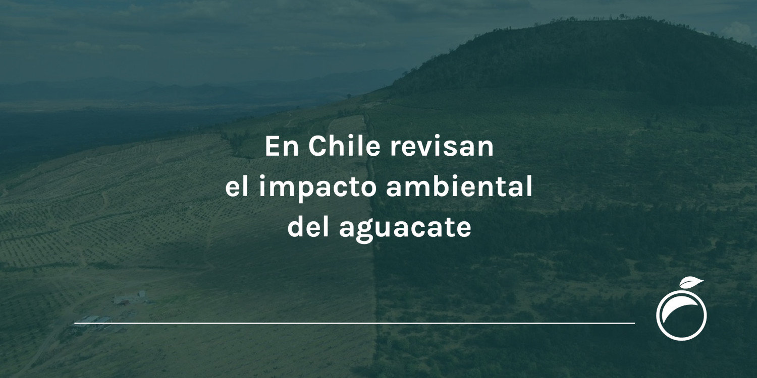 En Chile revisan el impacto ambiental del aguacate