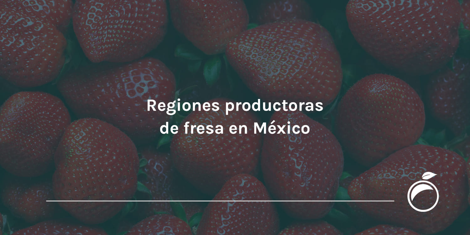 Regiones productoras de fresa en México