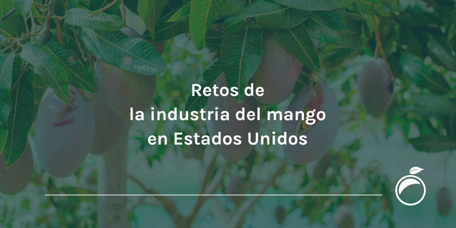 Retos de la industria del mango en Estados Unidos