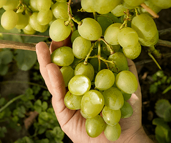 producepay-la-produccion-de-uva-mexicana-crecera-19-por-ciento-en-2022