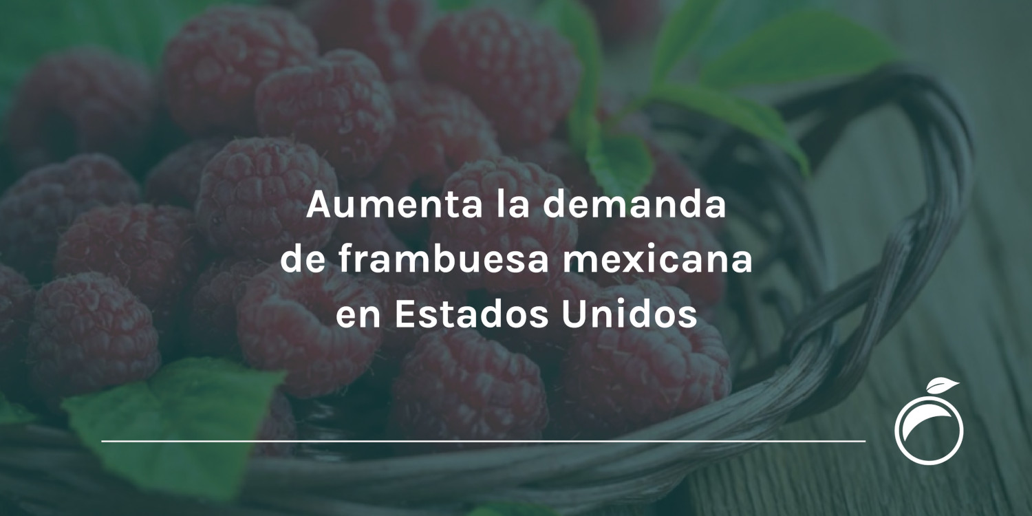 Aumenta la demanda de frambuesa mexicana en Estados Unidos
