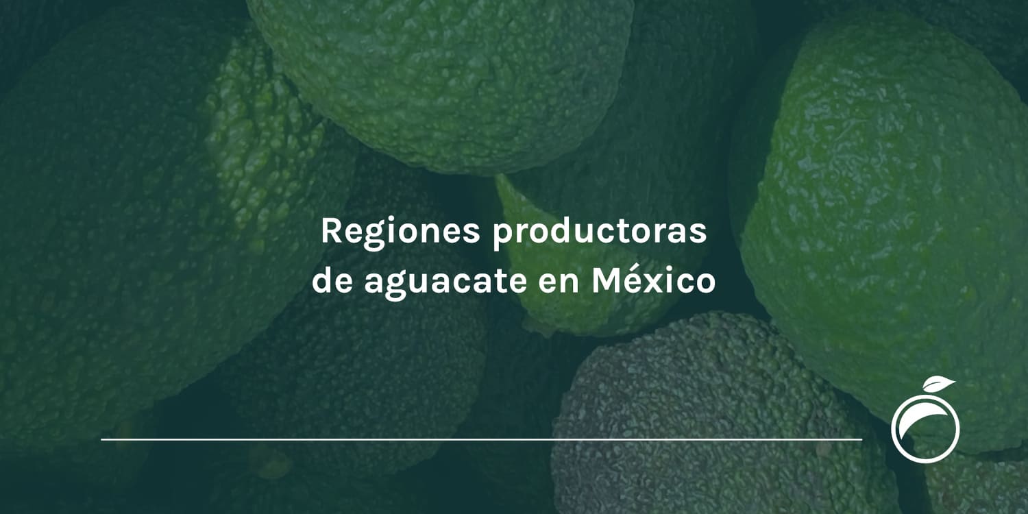 Regiones productoras de aguacate en México