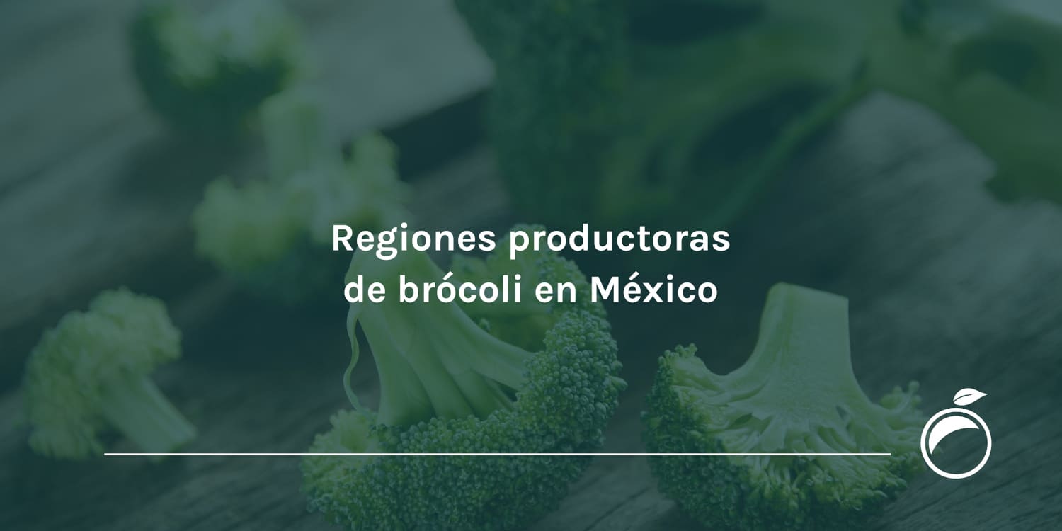 Regiones productoras de brócoli en México
