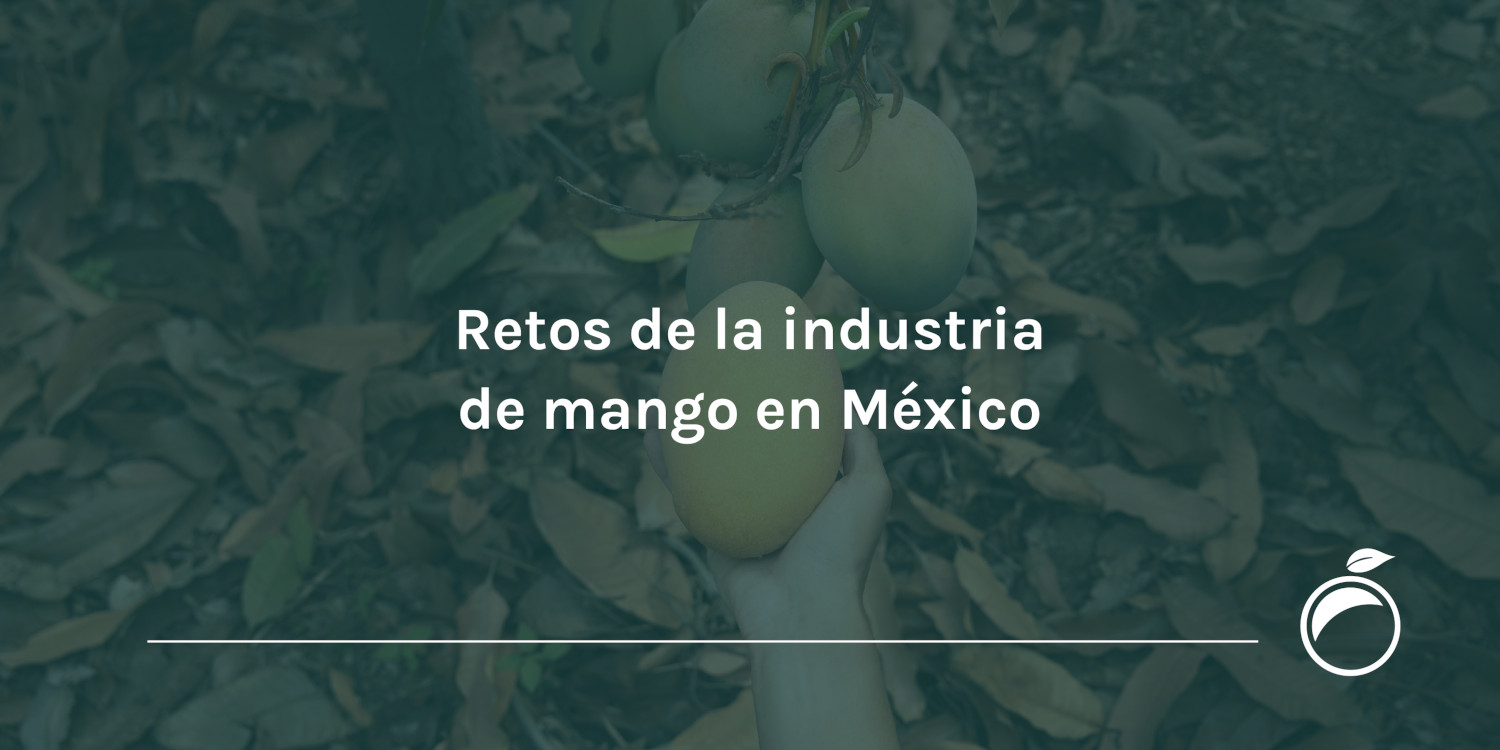 Retos de la industria de mango en México