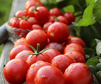 producepay-conoce-sobre-la-produccion-y-exportacion-de-tomate-en-mexico