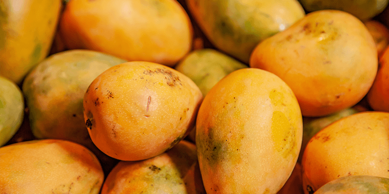 producepay-retos-de-la-industria-de-mango-en-mexico