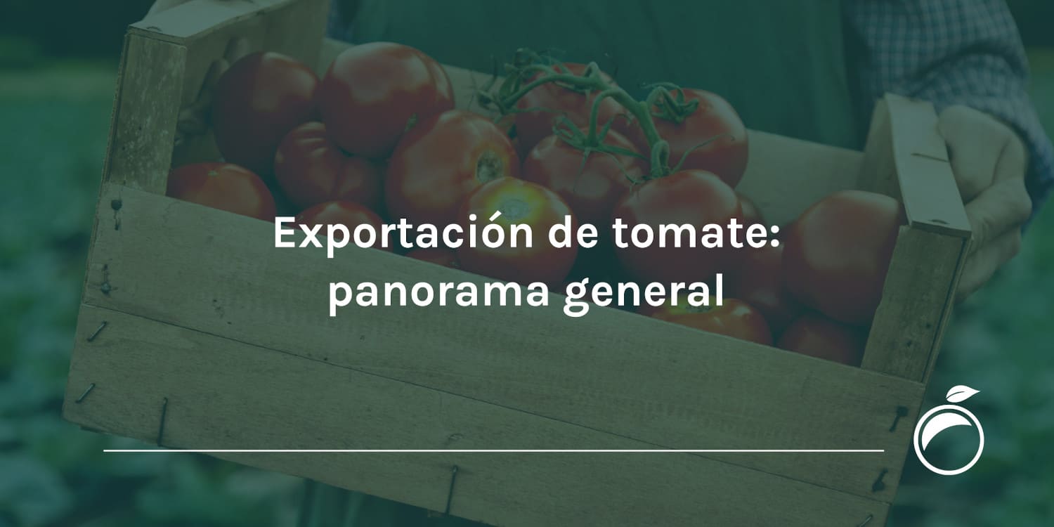 Exportación de tomate panorama general