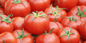 producepay-exportacion-de-tomate-panorama-general