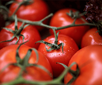 producepay-exportacion-de-tomate-panorama-general-estados-unidos-mexico