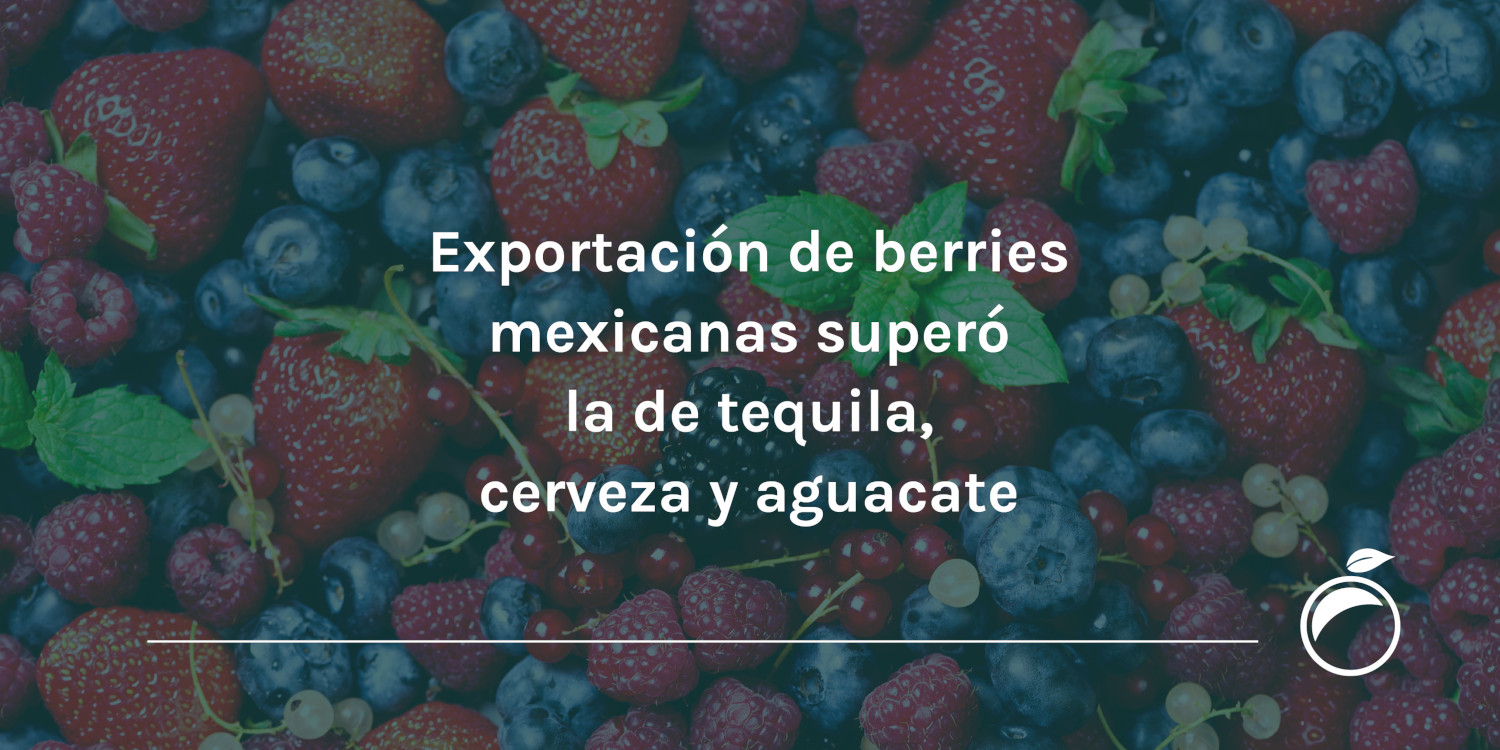 Exportación de berries mexicanas superó la de tequila, cerveza y aguacate