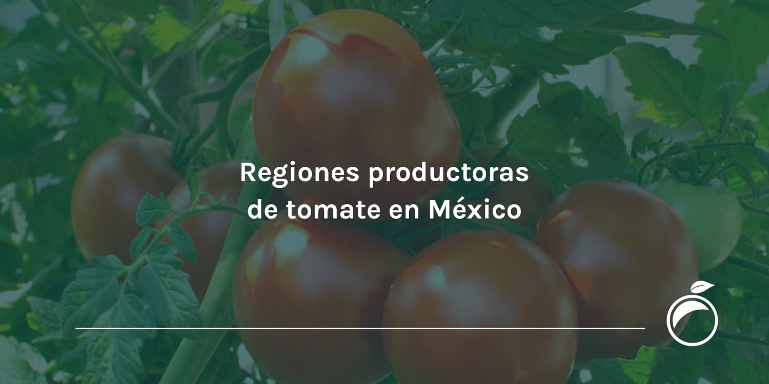 Regiones productoras de tomate en México