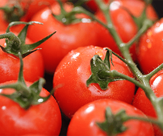 producepay-produccion-tomate-en-mexico-principales-regiones
