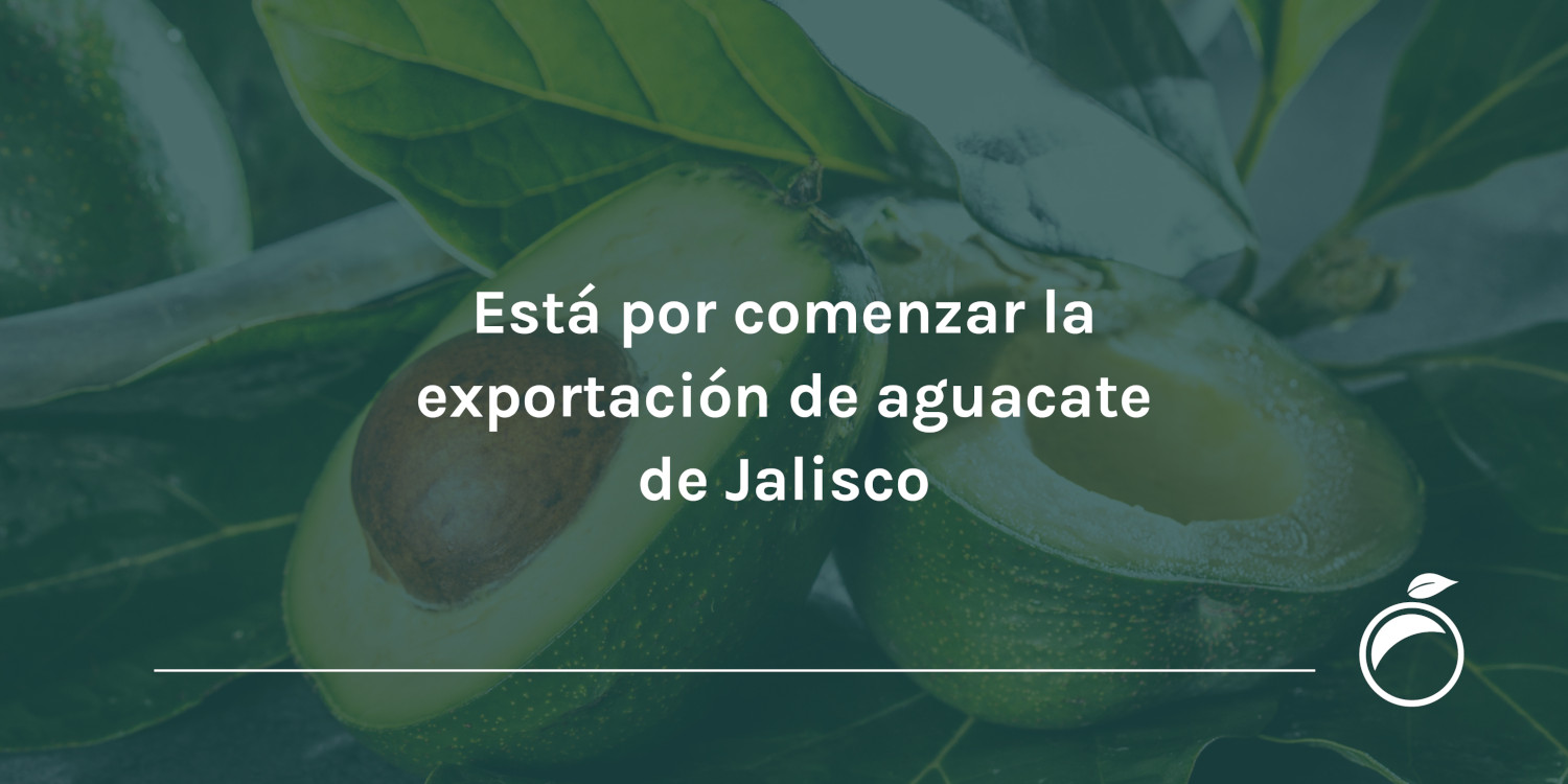 Está por comenzar la exportación de aguacate de Jalisco