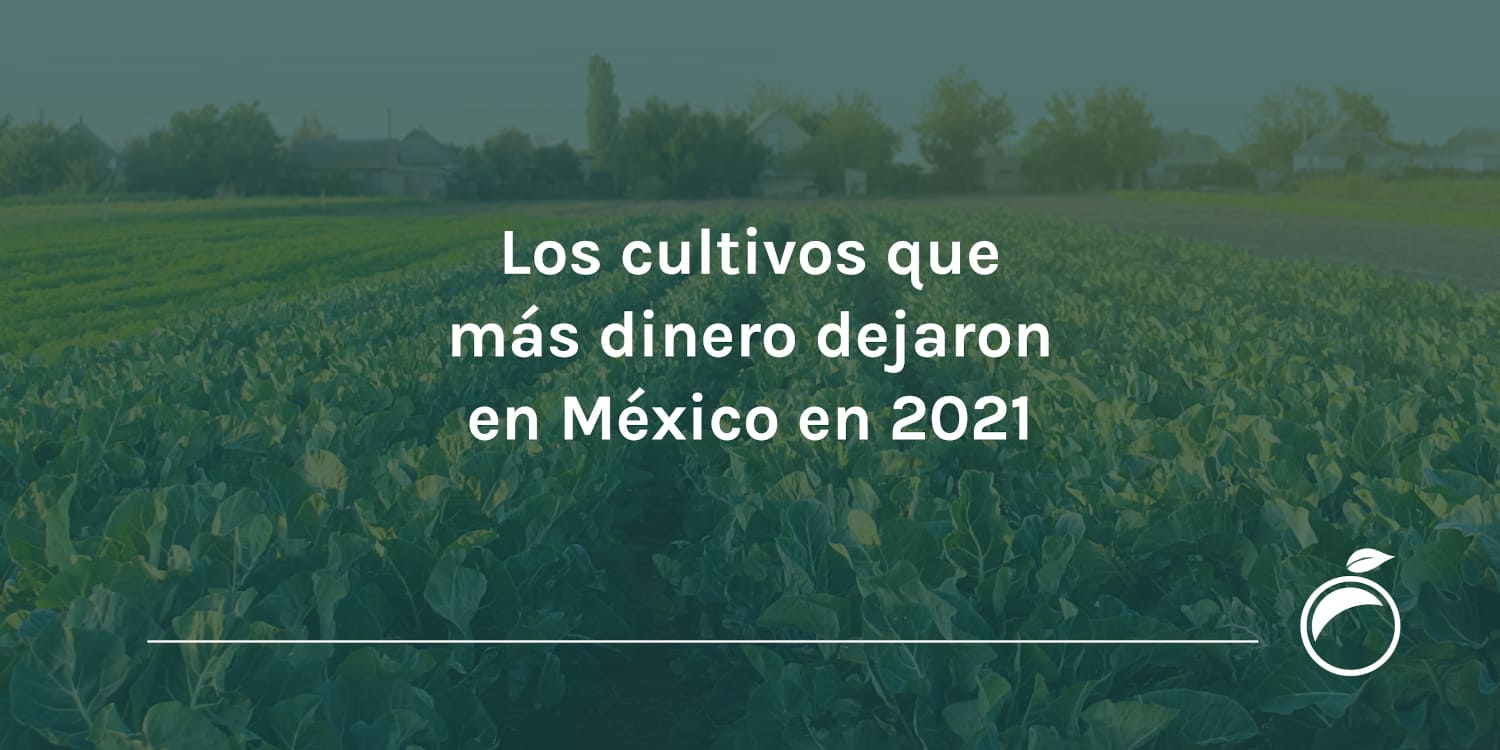 Los cultivos que más dinero dejaron en México en 2021