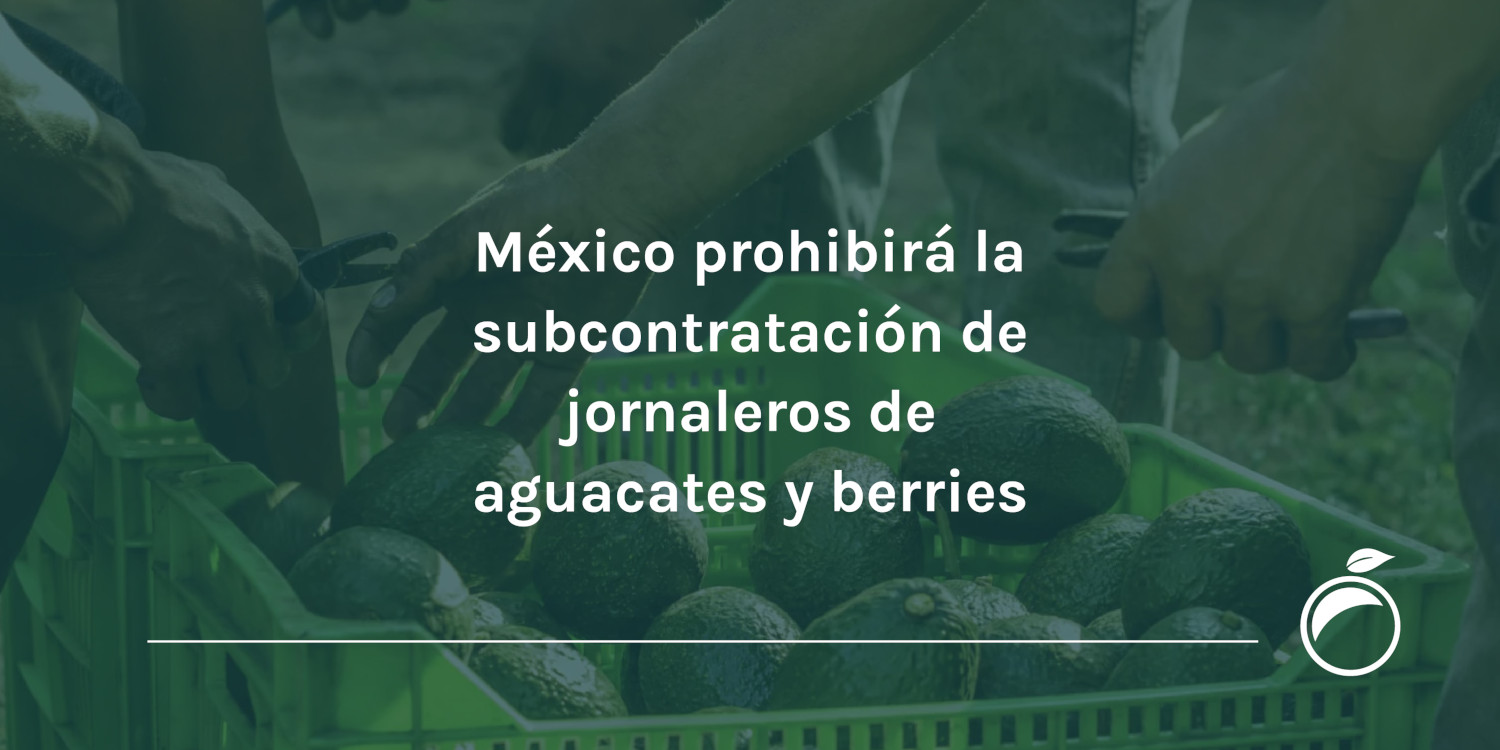 México prohibirá la subcontratación de jornaleros de aguacates y berries