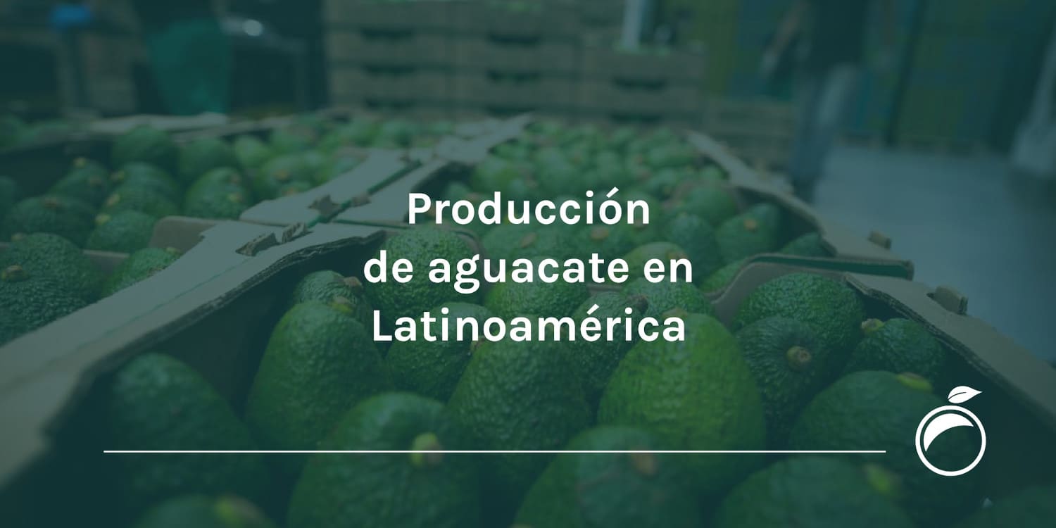 Producción de aguacate en Latinoamérica