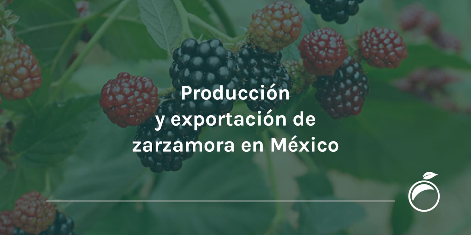 Producción y exportación de zarzamora en México