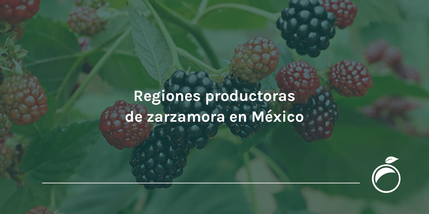 Regiones productoras de zarzamora en México