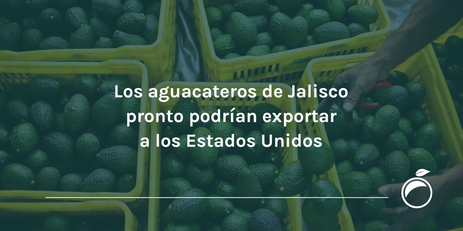Los-aguacateros-de-Jalisco-pronto-podrian-exportar-a-los-Estados-Unidos