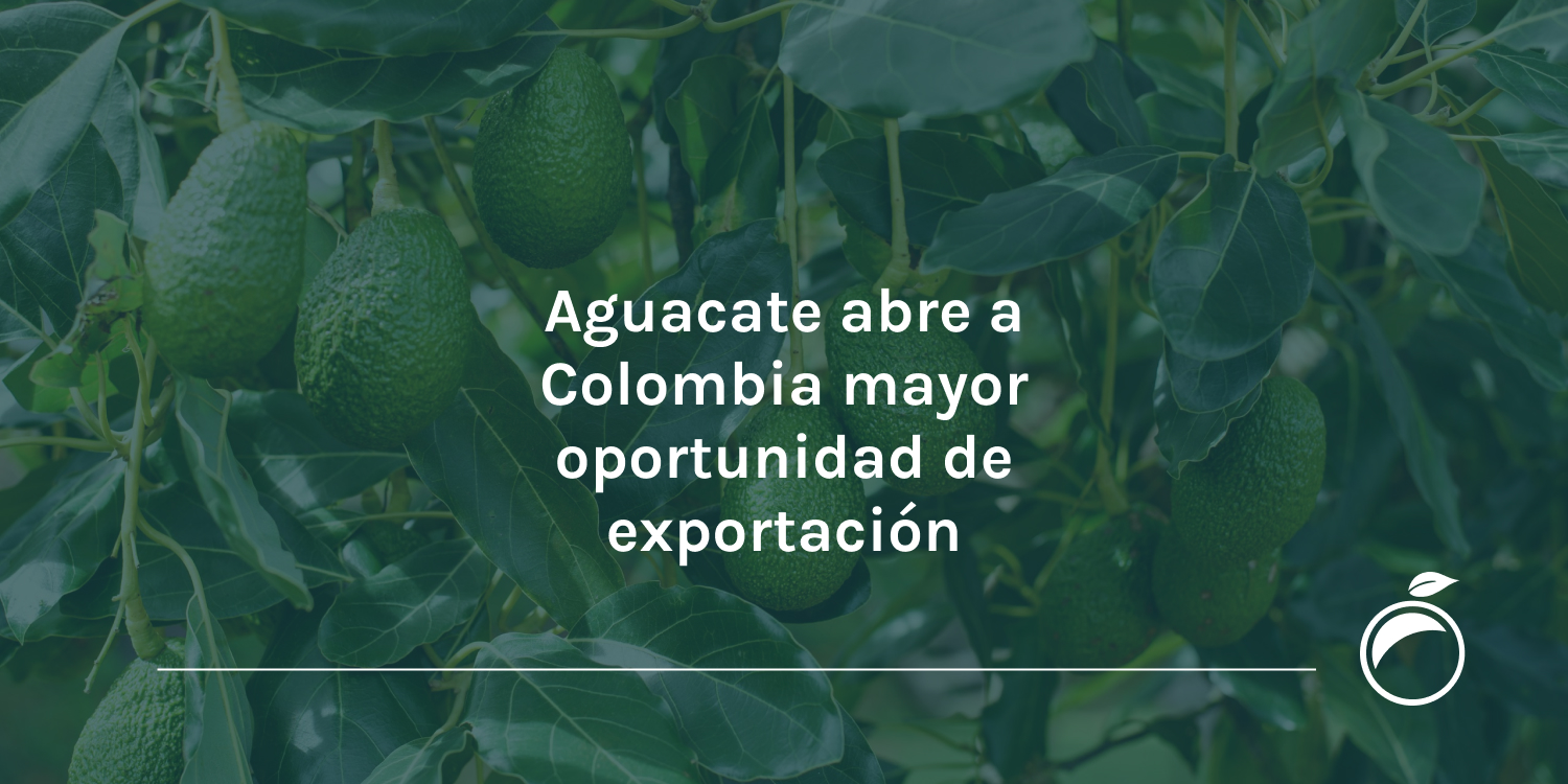 Aguacate abre a Colombia mayor oportunidad de exportación