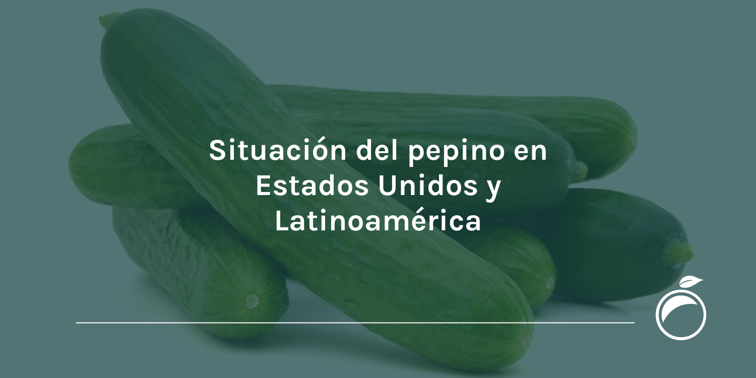 Situación del pepino en Estados Unidos y Latinoamérica