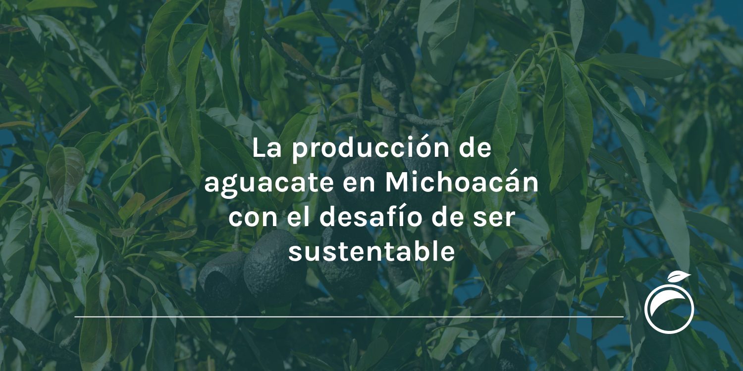 La producción de aguacate en Michoacán con el desafío de ser sustentable