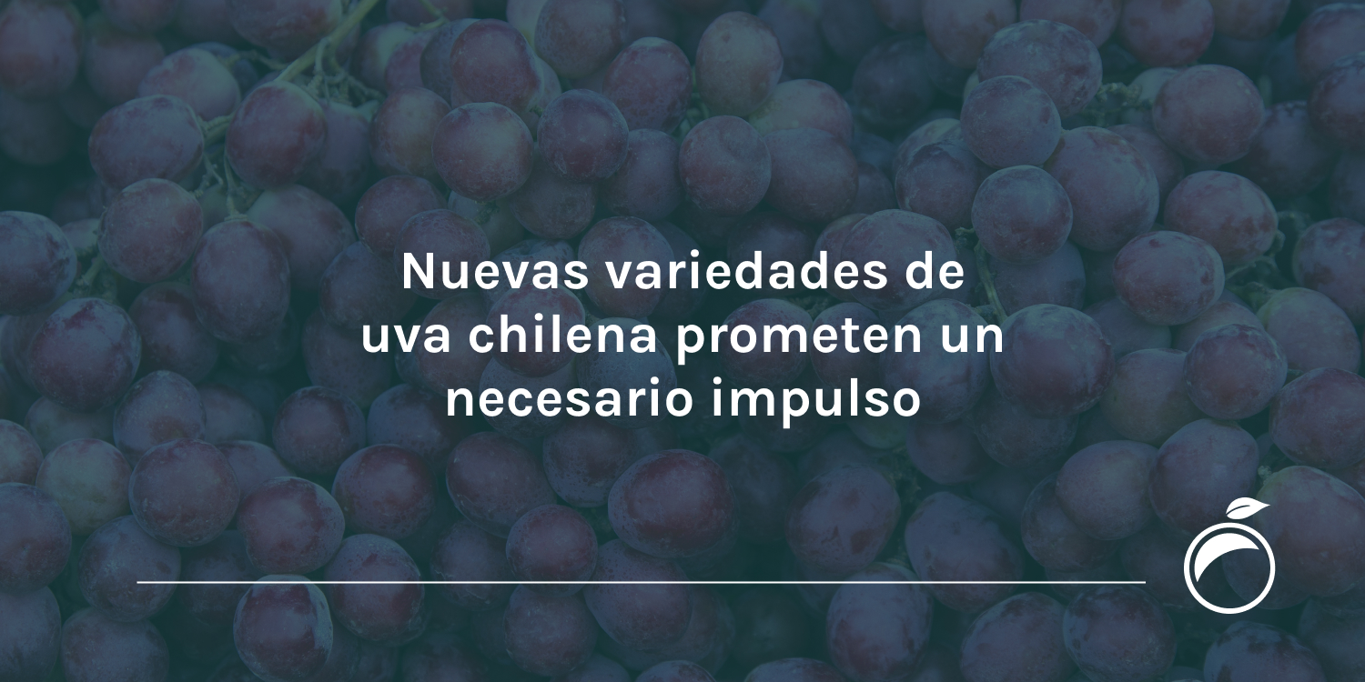 Nuevas variedades de uva chilena prometen un necesario impulso