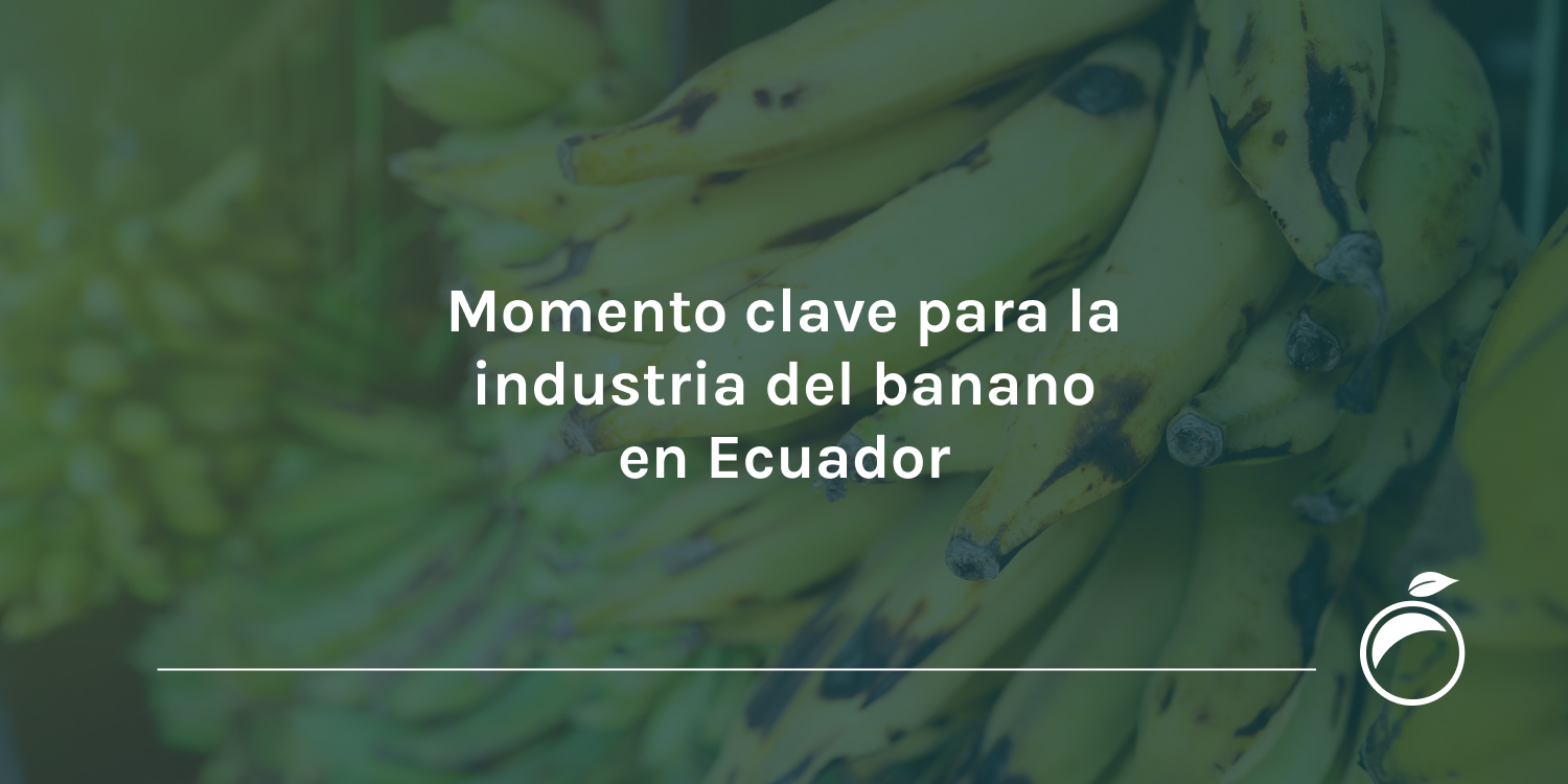 Momento clave para la industria del banano en Ecuador