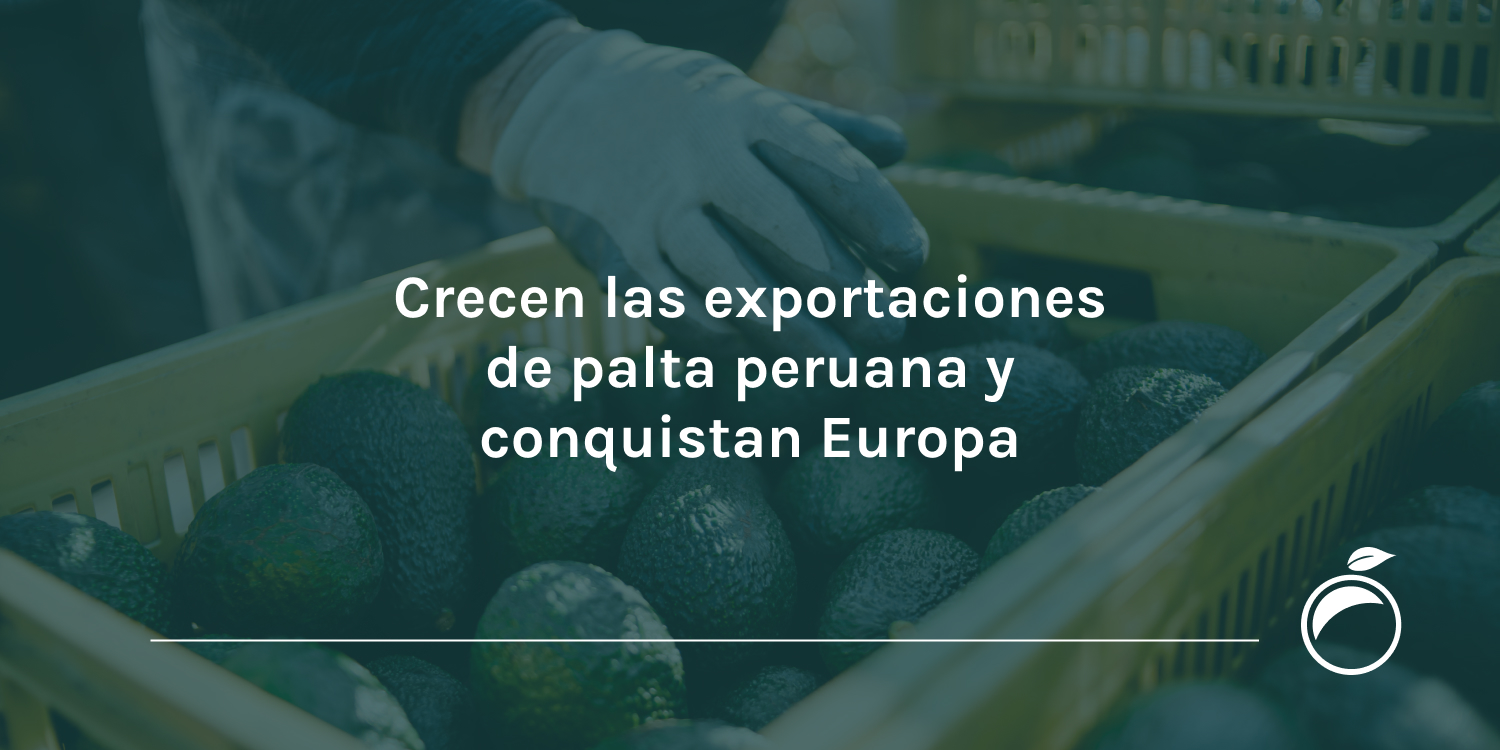 Crecen las exportaciones de palta peruana y conquistan Europa