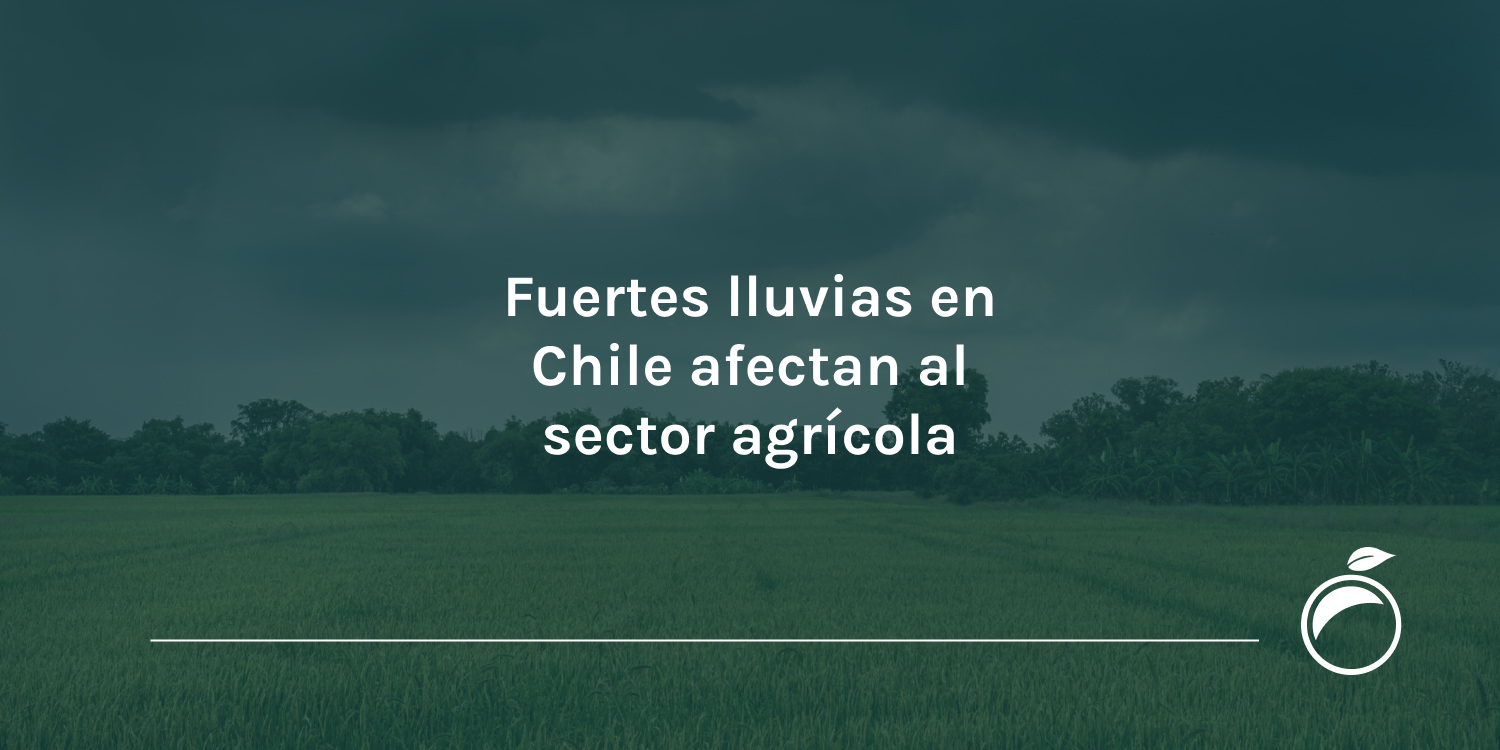 Fuertes lluvias en Chile afectan al sector agrícola