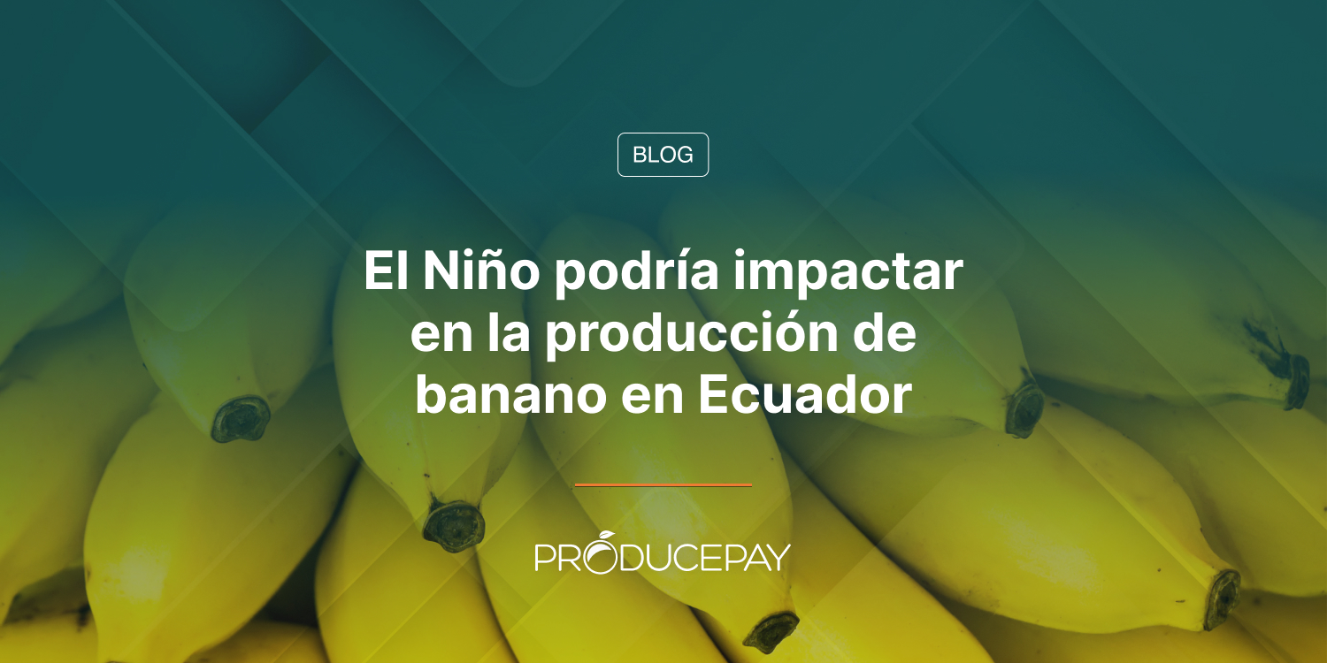 El Niño podría impactar en la producción de banano en Ecuador